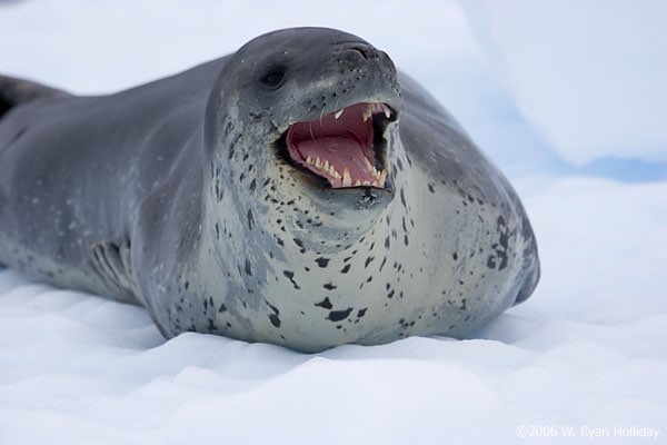 Leopard seals