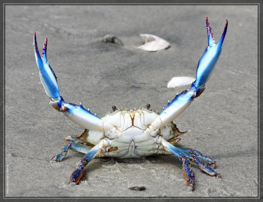 maryland blue crab season