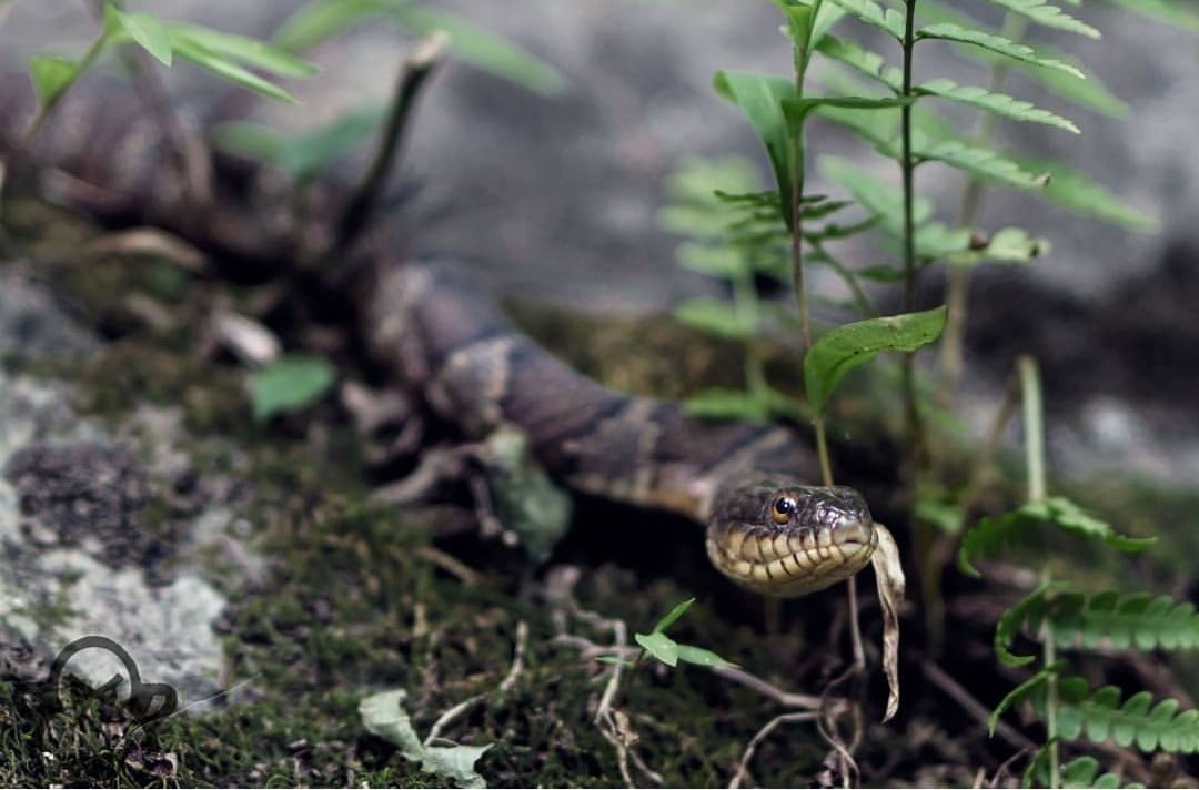 anaconda hiking