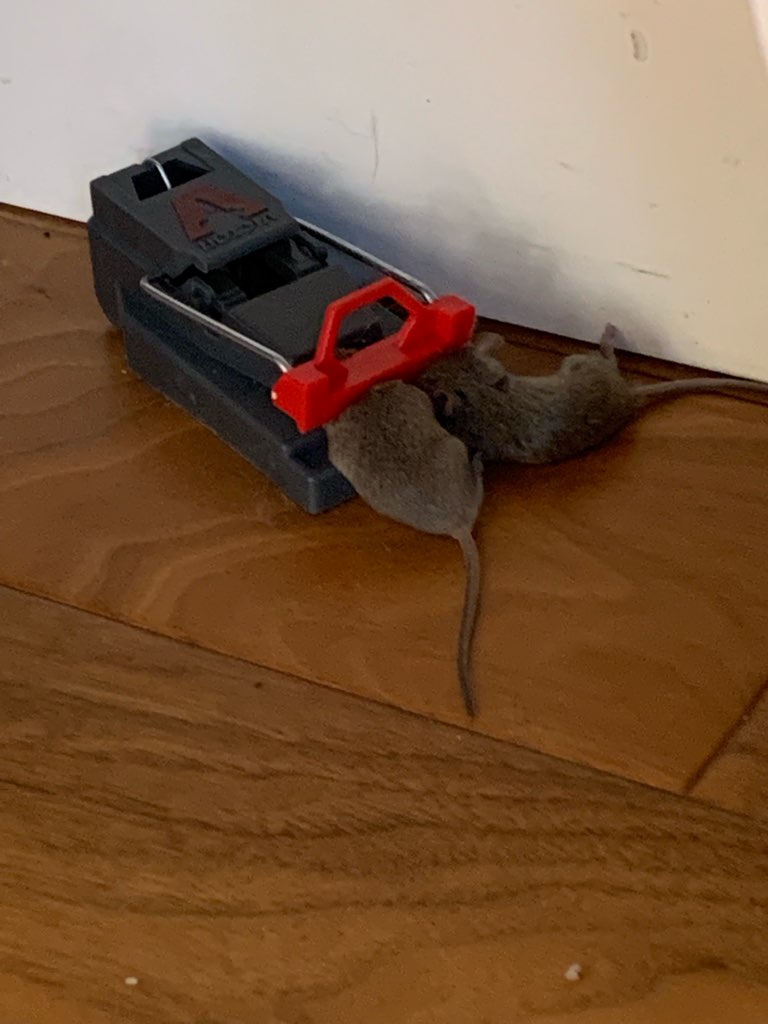 peanut butter mouse trap