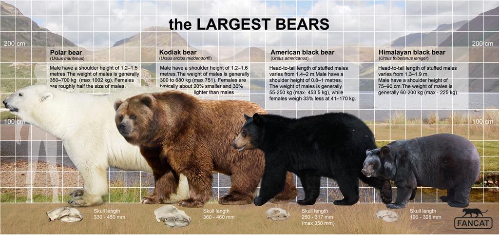 silverback gorilla vs grizzly bear size comparison