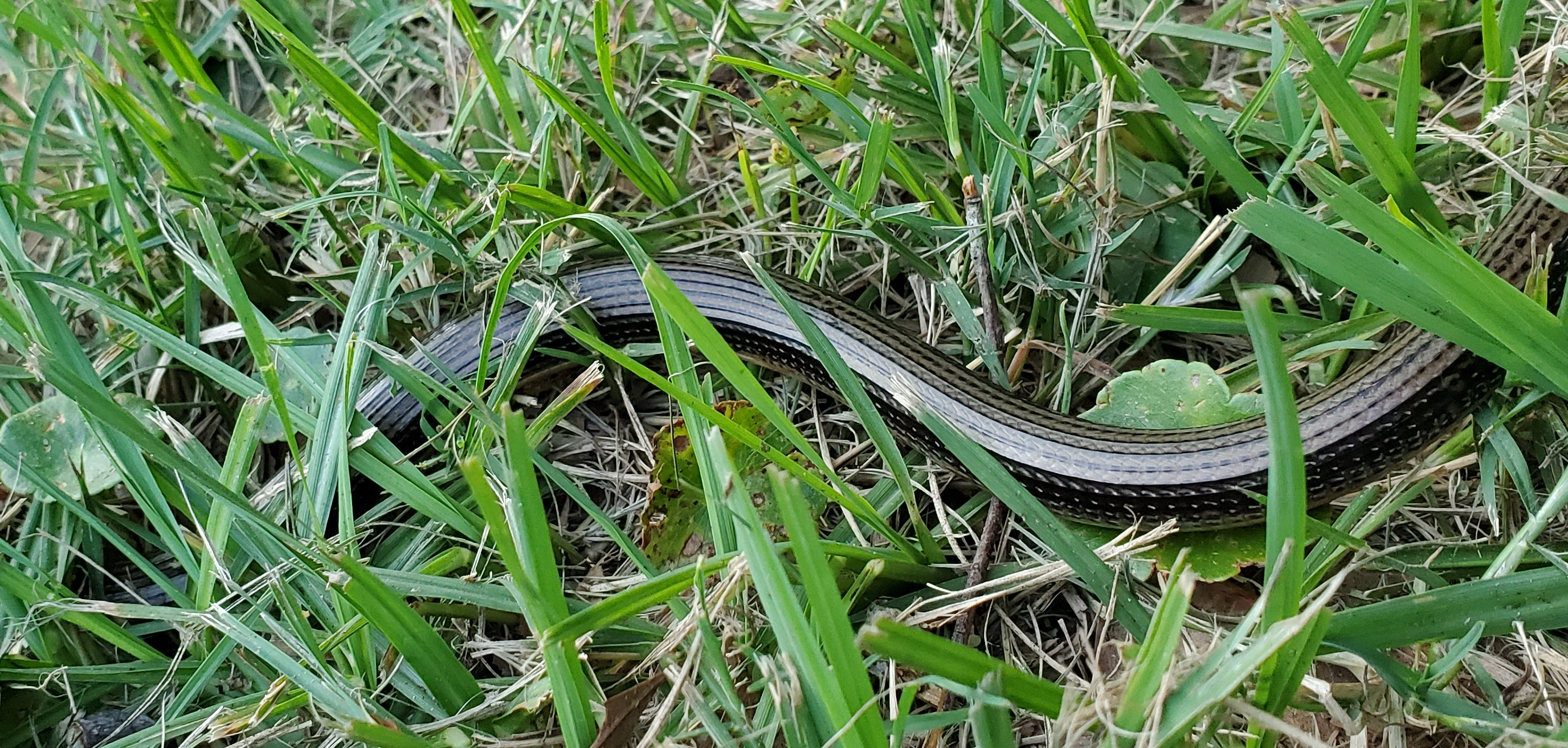 What Kind Of Snake Is This 