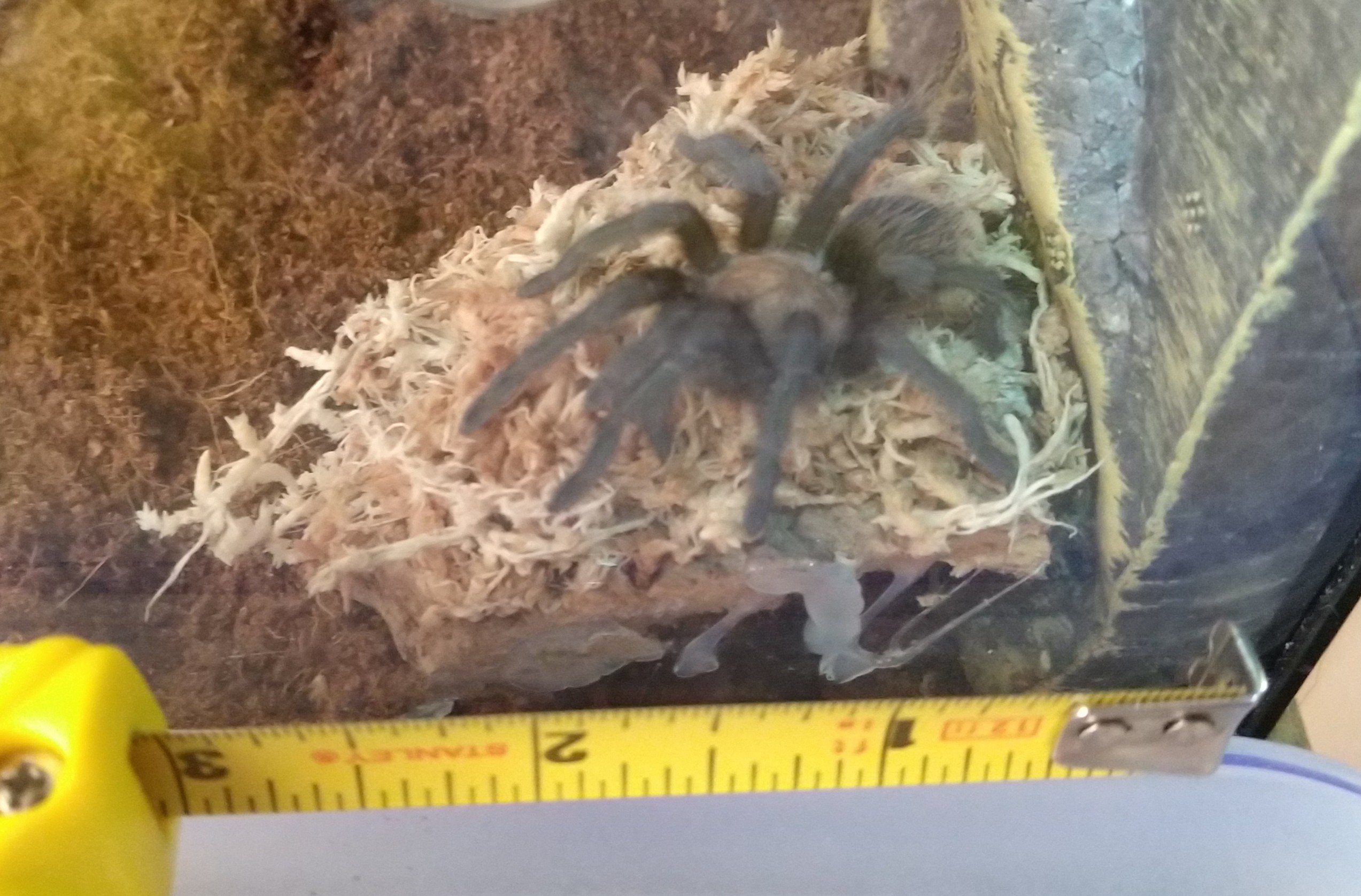 Any Tarantula Owners Page 22