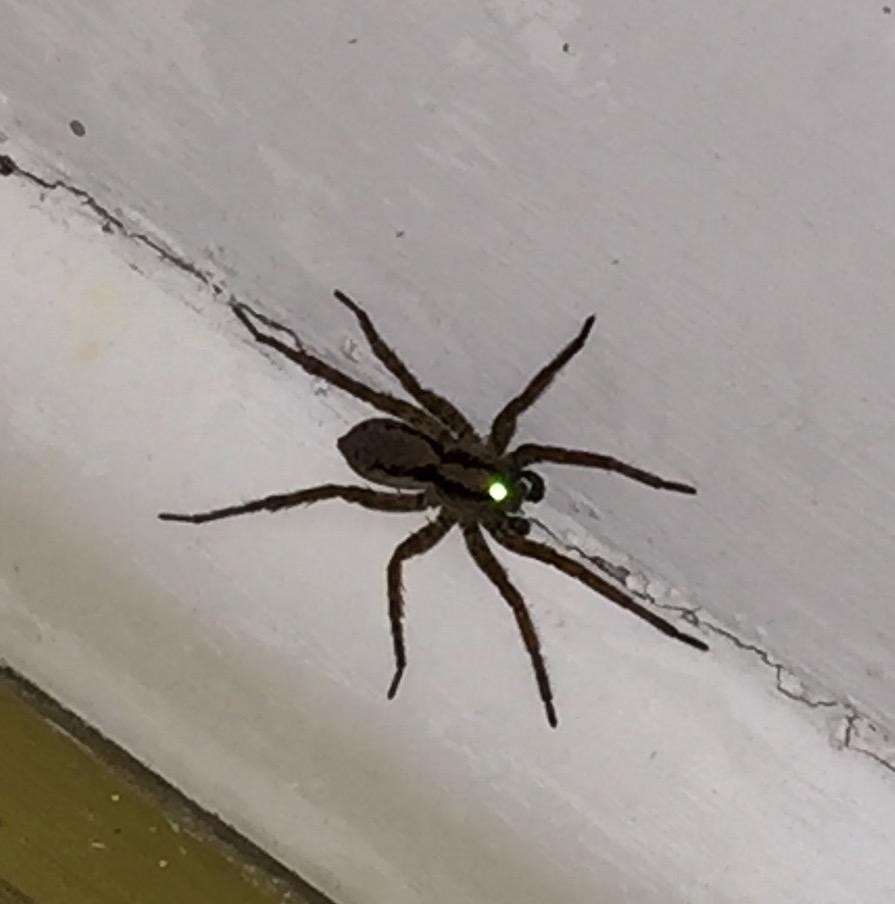 Spiders Can Fly And Now They Are Flying All Over