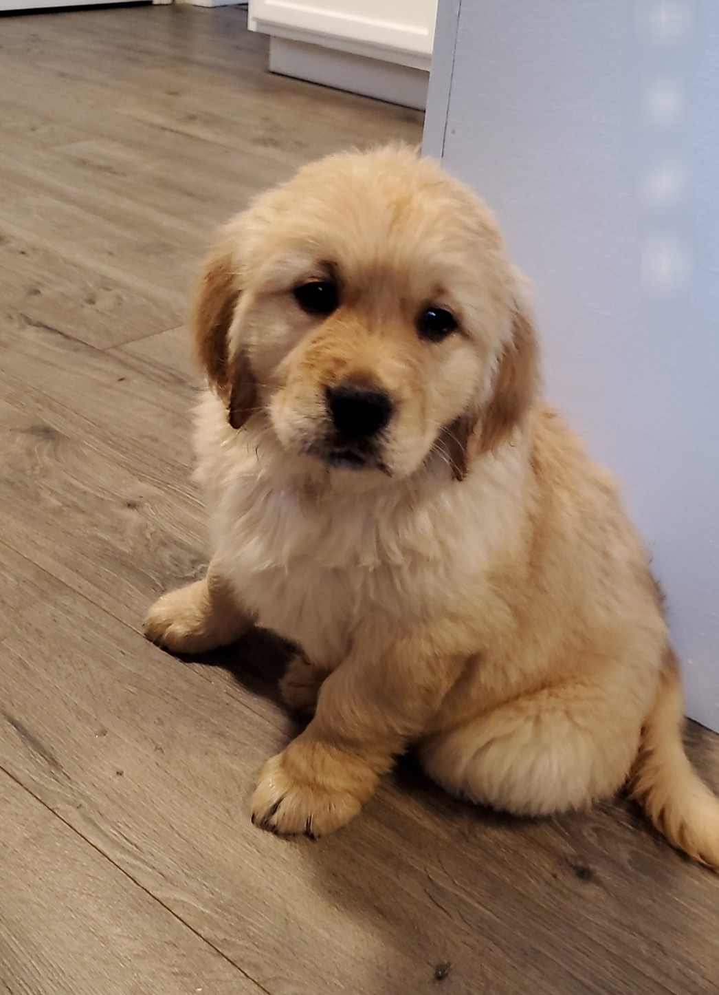 golden-retriever-puppies